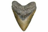 Fossil Megalodon Tooth - North Carolina #347119-1